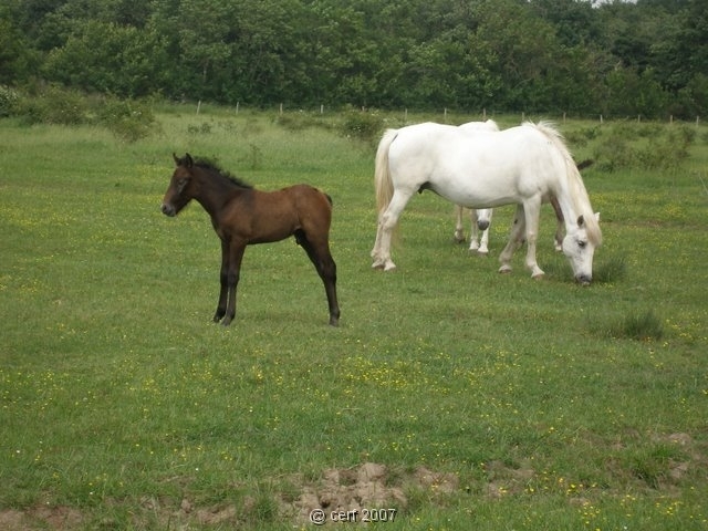 2007 05 Séjour en Brenne 028